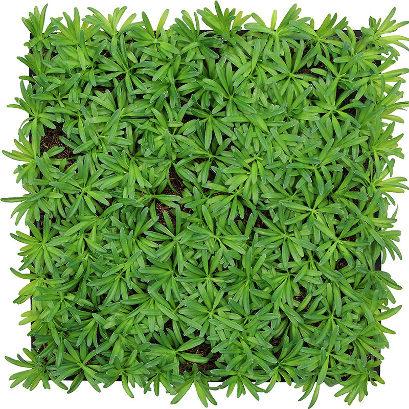 Wandpaneel Jangal Modular Wall 11104 Podocarpus Tea Tree 52 x 52 cm