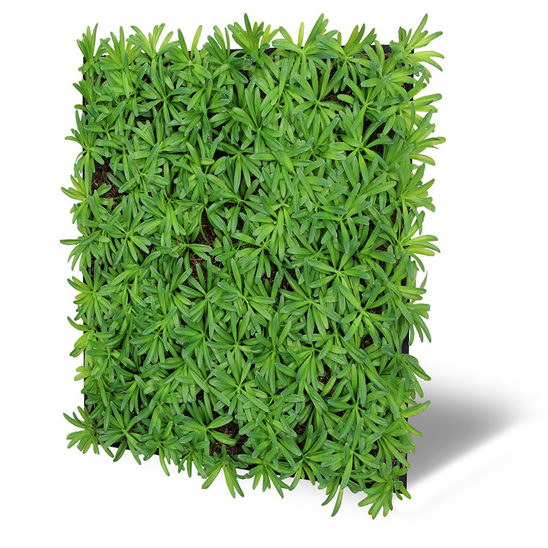 Wandpaneel Jangal Modular Wall 11104 Podocarpus Tea Tree 52 x 52 cm