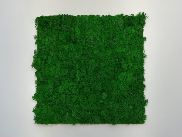 Wandpaneel Jangal Modular Wall 11100 Nature Green Moos 52 x 52 cm