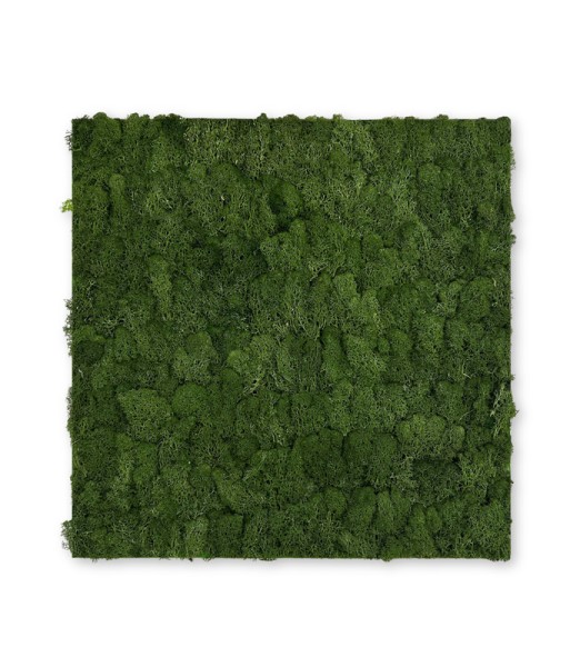 Wandpaneel Jangal Modular Wall 11103 Dark Green Moos 52 x 52 cm
